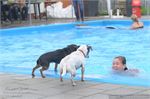 Honden zwemmen (24)